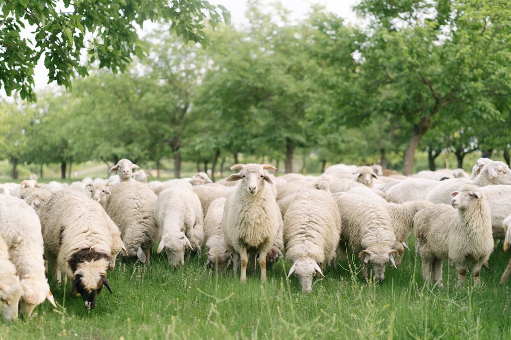 A large flock of sheep grazing peacefully in a lush green pasture under trees.
