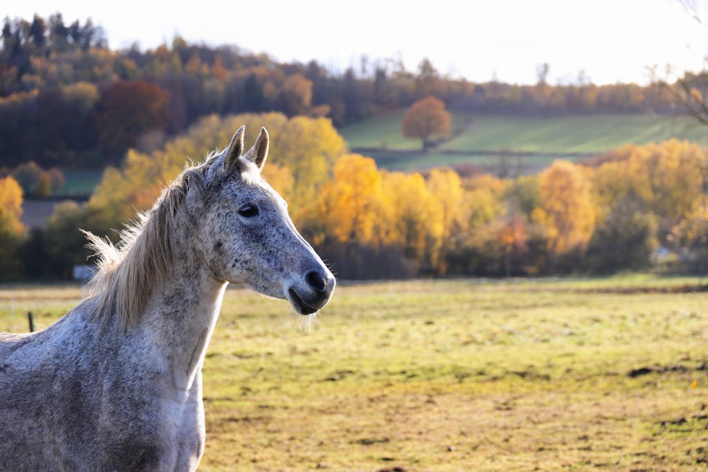 Beautiful gray horse in a vibrant autumn landscape with colorful trees.