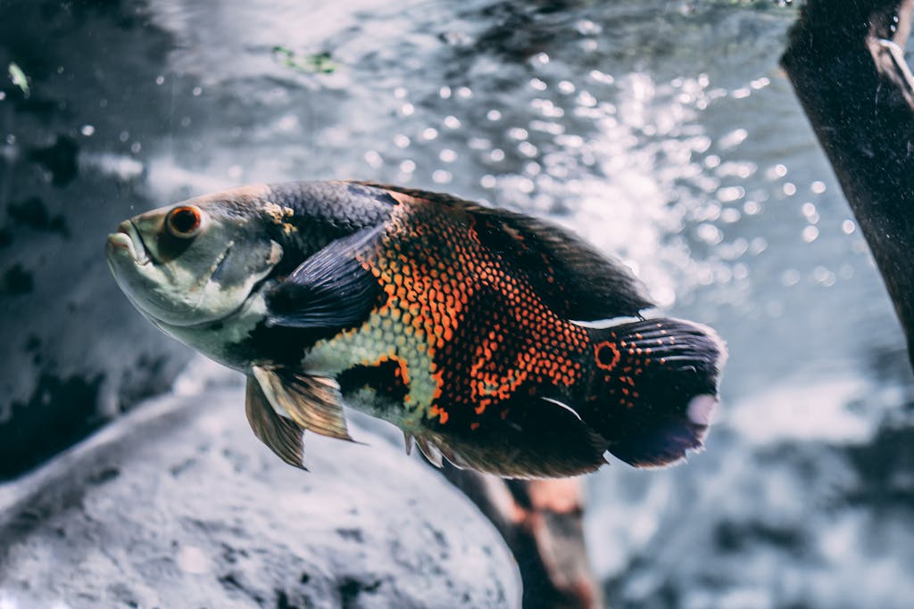 Close-up of a colorful oscar fish swimming gracefully underwater.